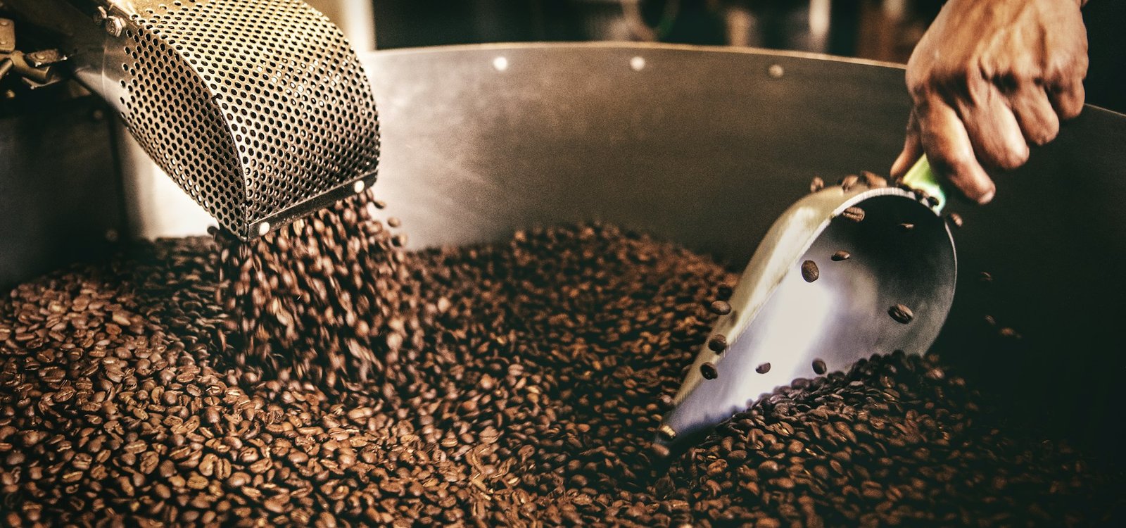 Coffee roaster scooping freshly roasted beans